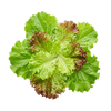 Lettuce Leaves